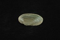 藏品(石蚌)的圖片